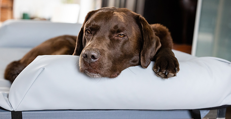 matrace s podhlavnikem labrador